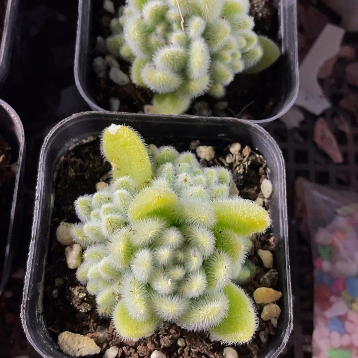 信东泥4.8带盆土