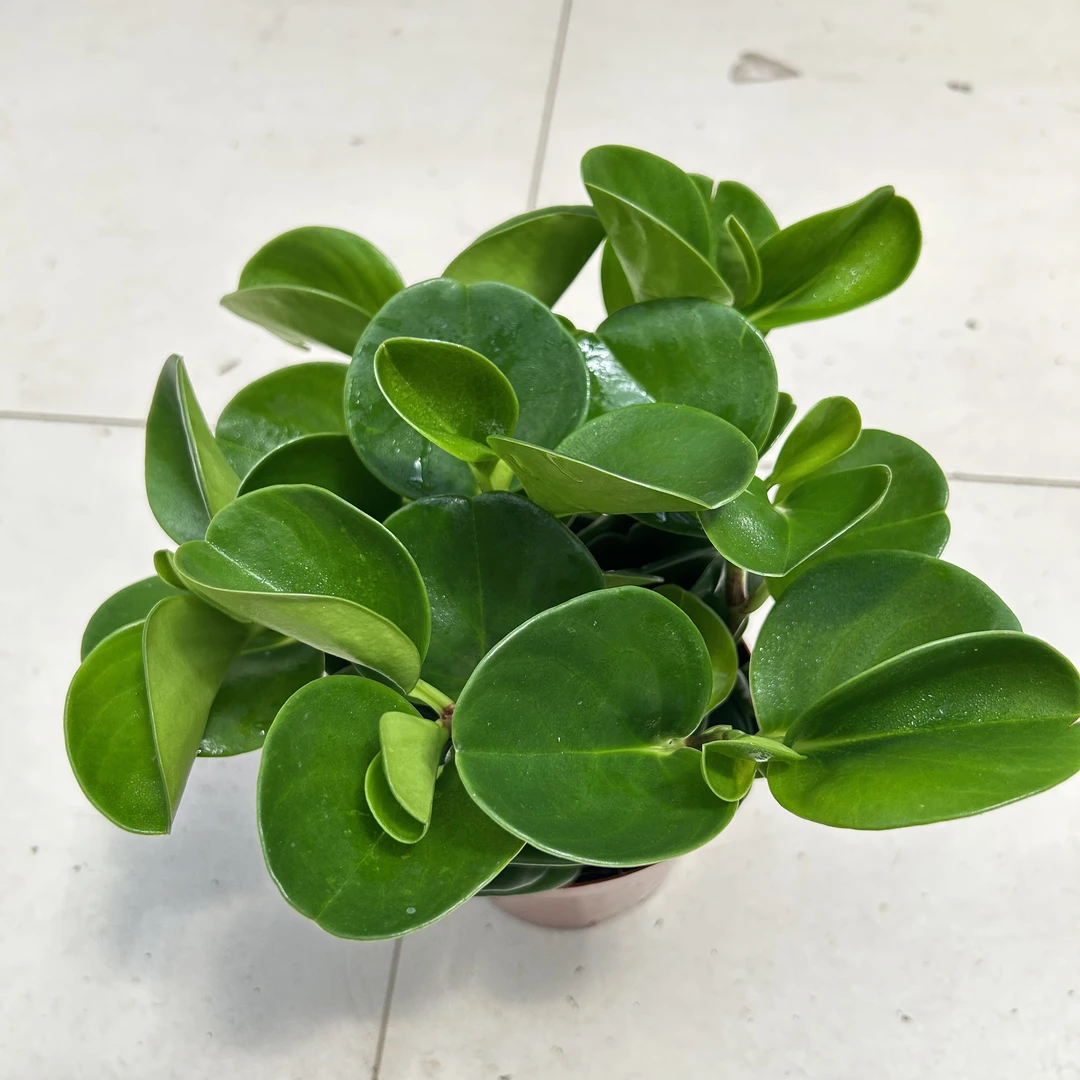 大盆碧玉盆栽室内盆栽