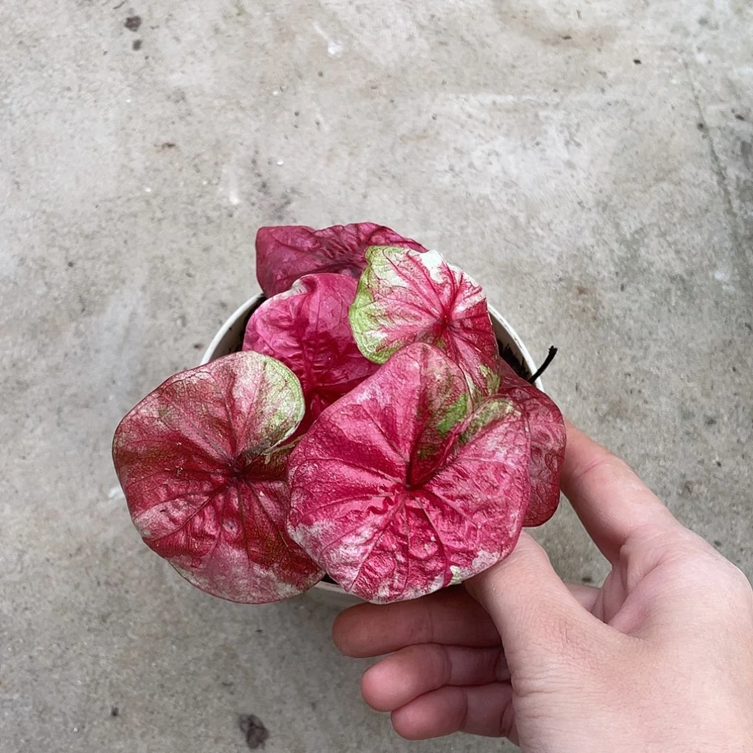 无花朵摄政养定发货