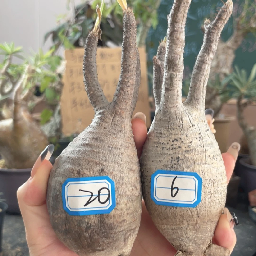 6月13日直播间宫不退换