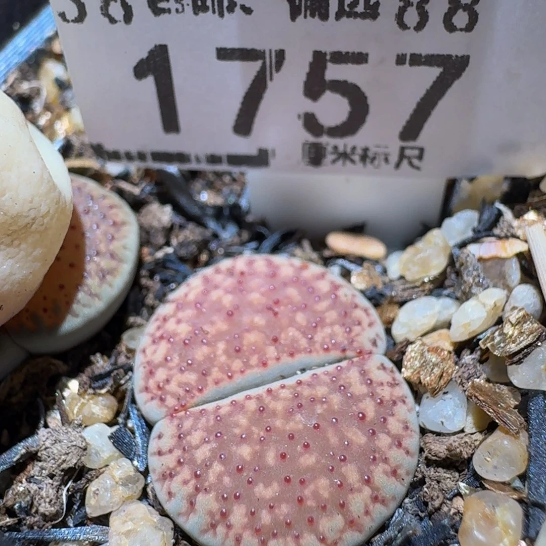 Sss生石花多肉1757