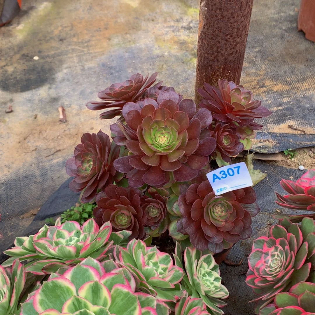 书*多肉植物307万七彩88888