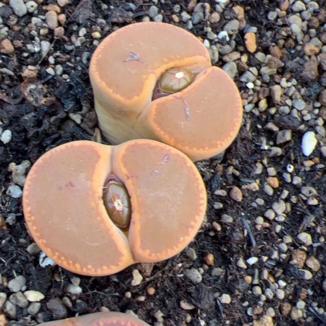 日轮 多肉植物多肉植物