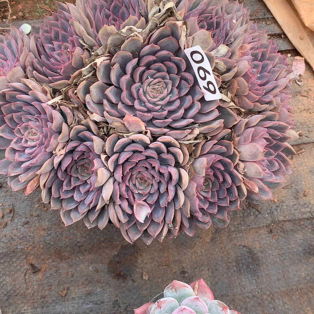 069猎户座 一物一拍多肉