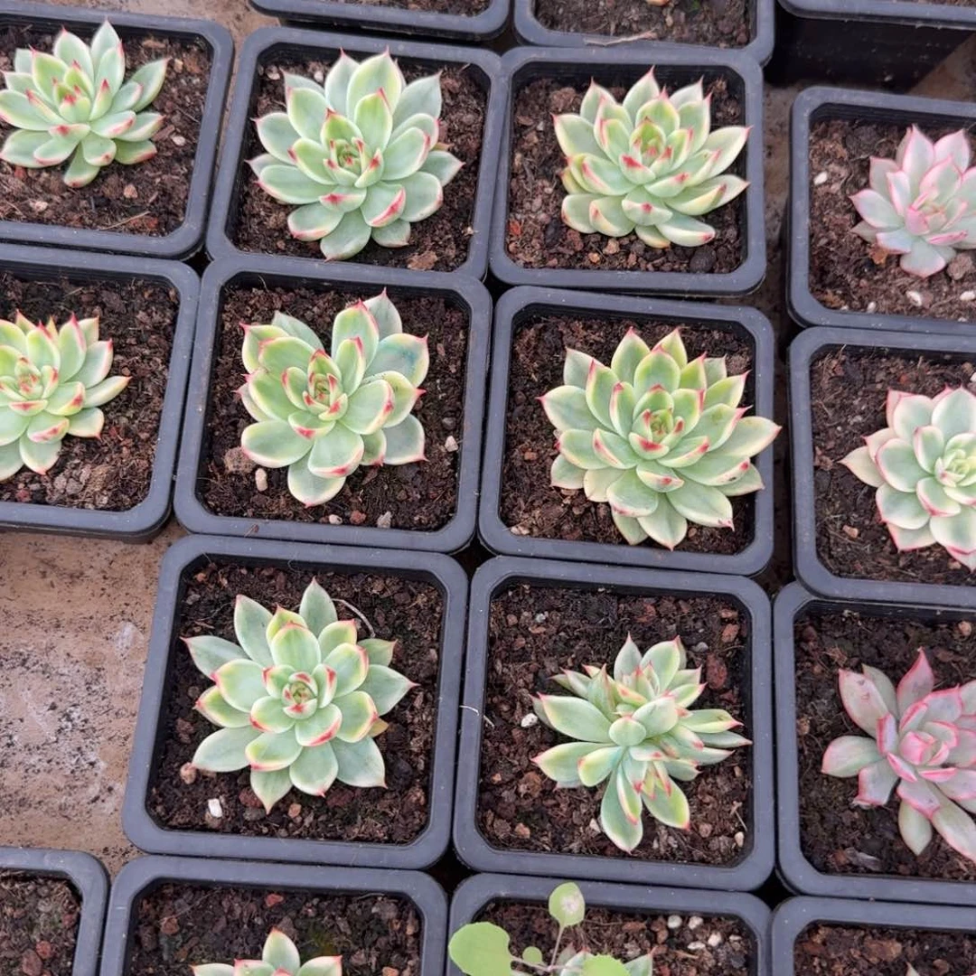 一刻桃花锦的价格多肉锦