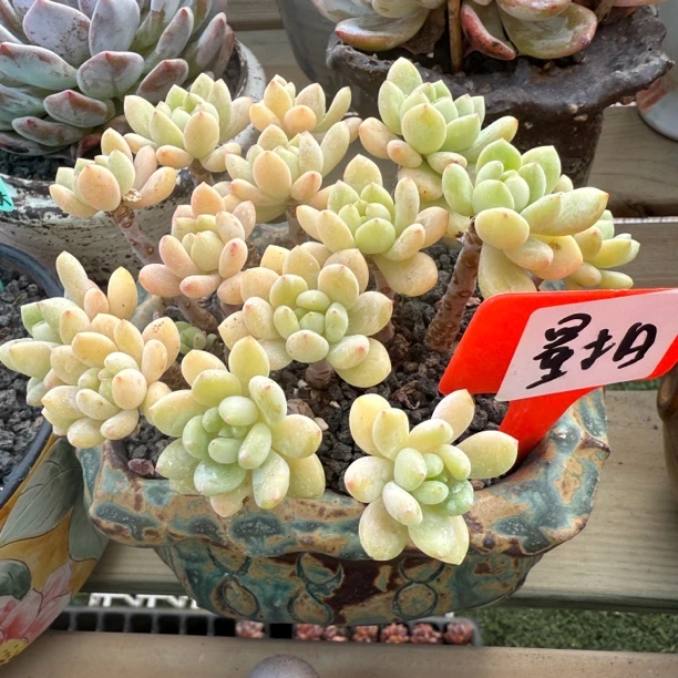 【他与花】劳尔多肉带香味阳台办公室庭院老桩盆栽多肉植物