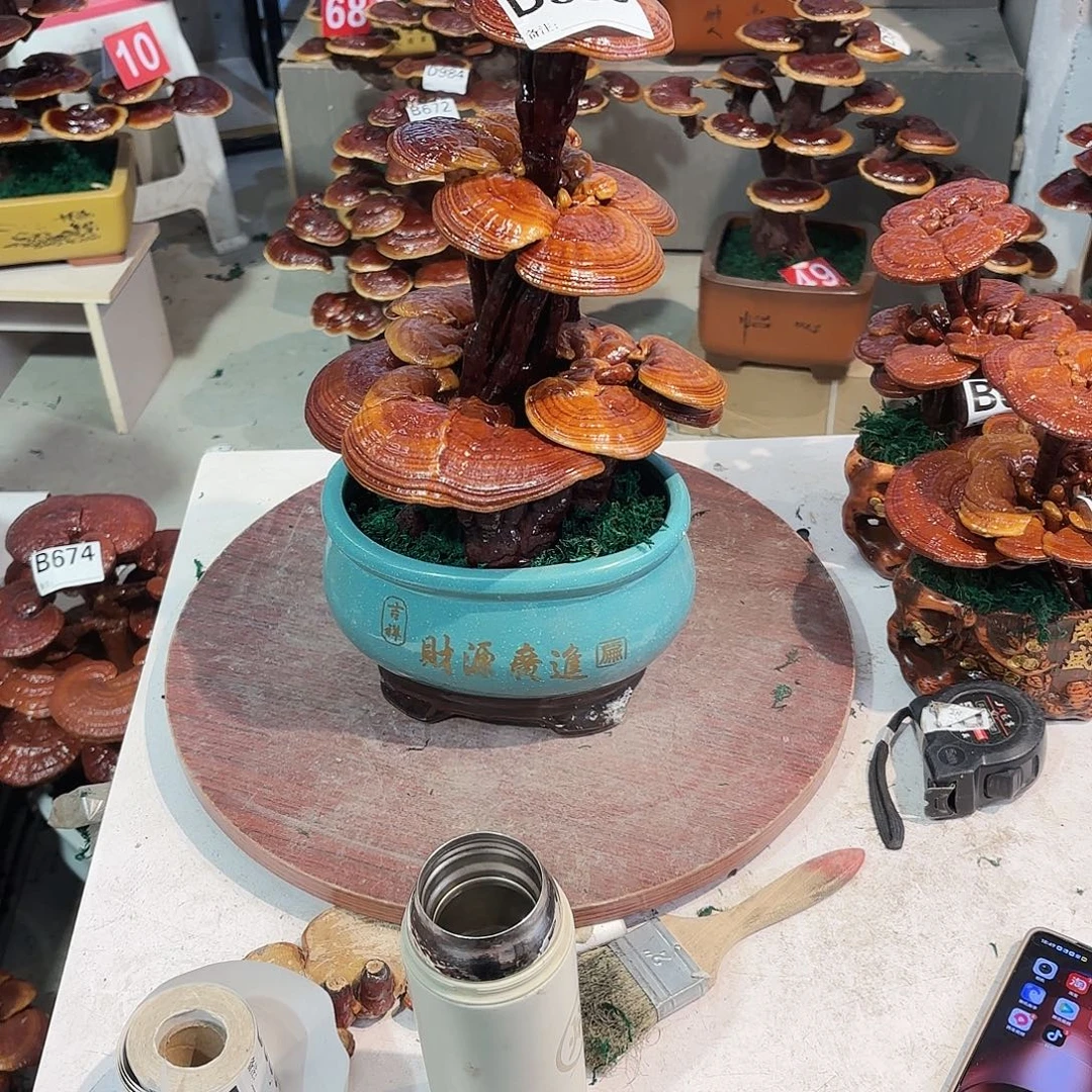 无花朵灵芝88888888888888888