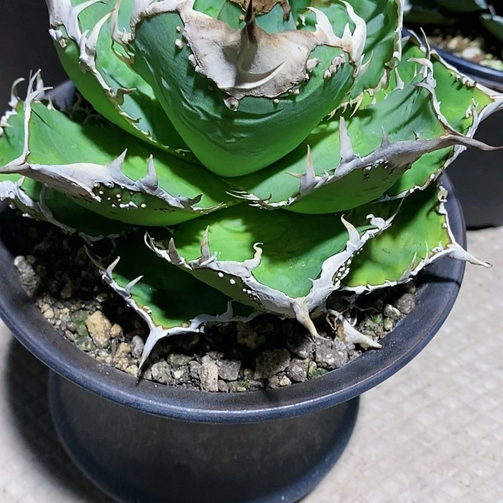 多肉植物龙蛇兰植物