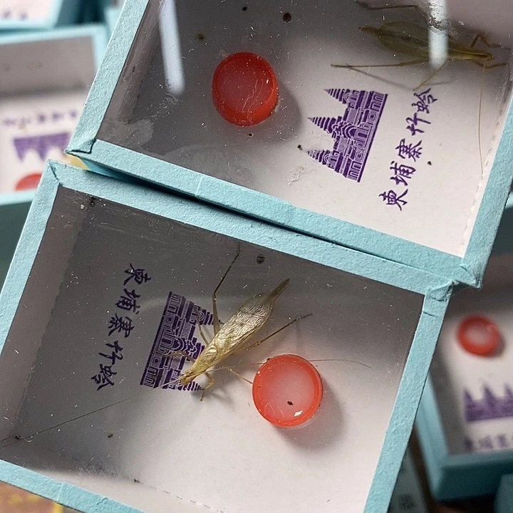 輪***迴一只蝈蝈，两只 竹蛉