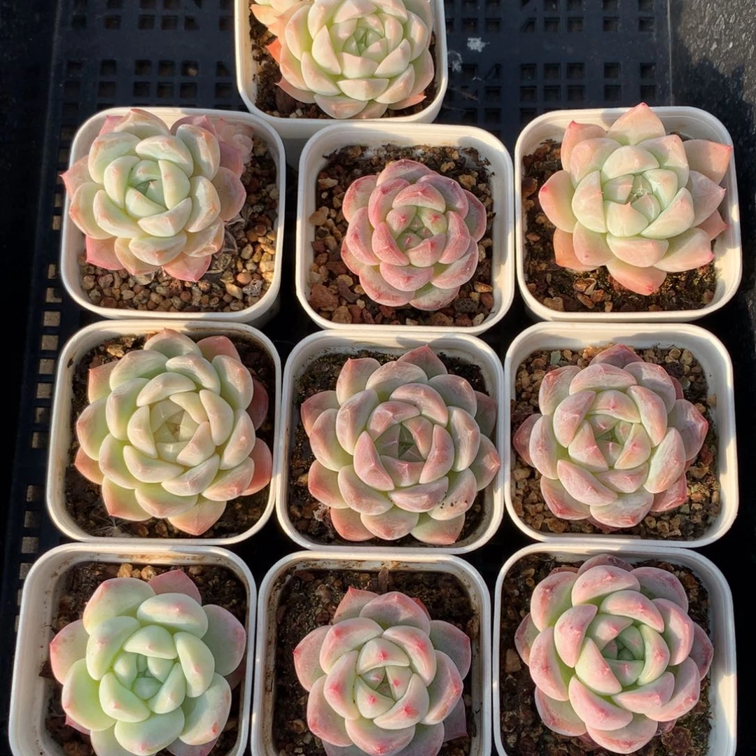 1201-59 套餐一组
