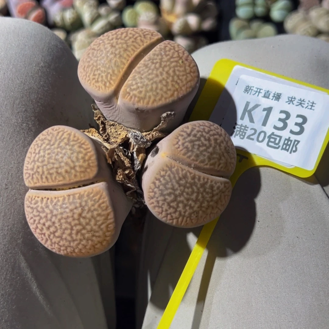 睿***贝133 生石花大群生一物一拍