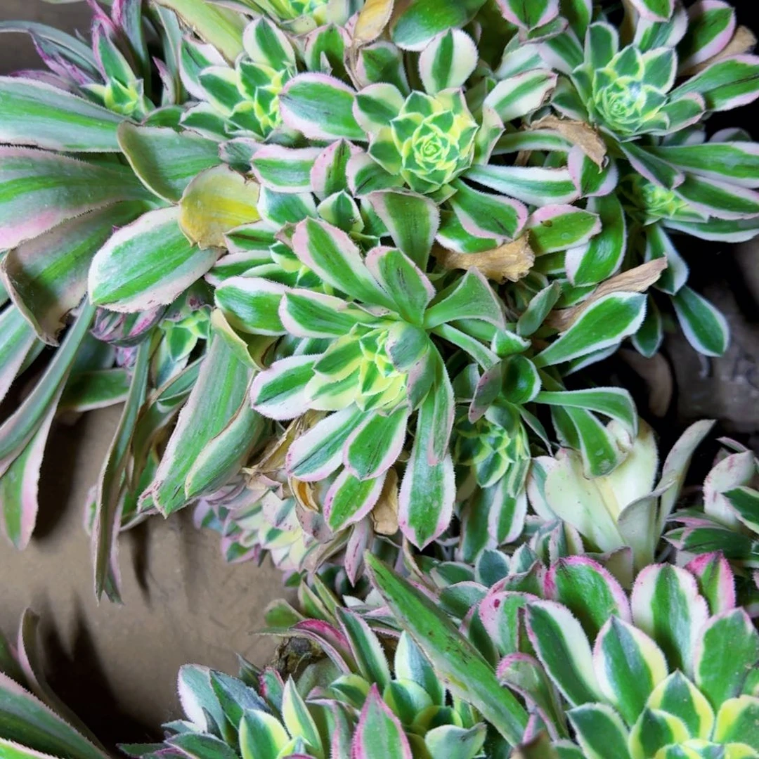 超级无敌哇塞白兰地满20包邮