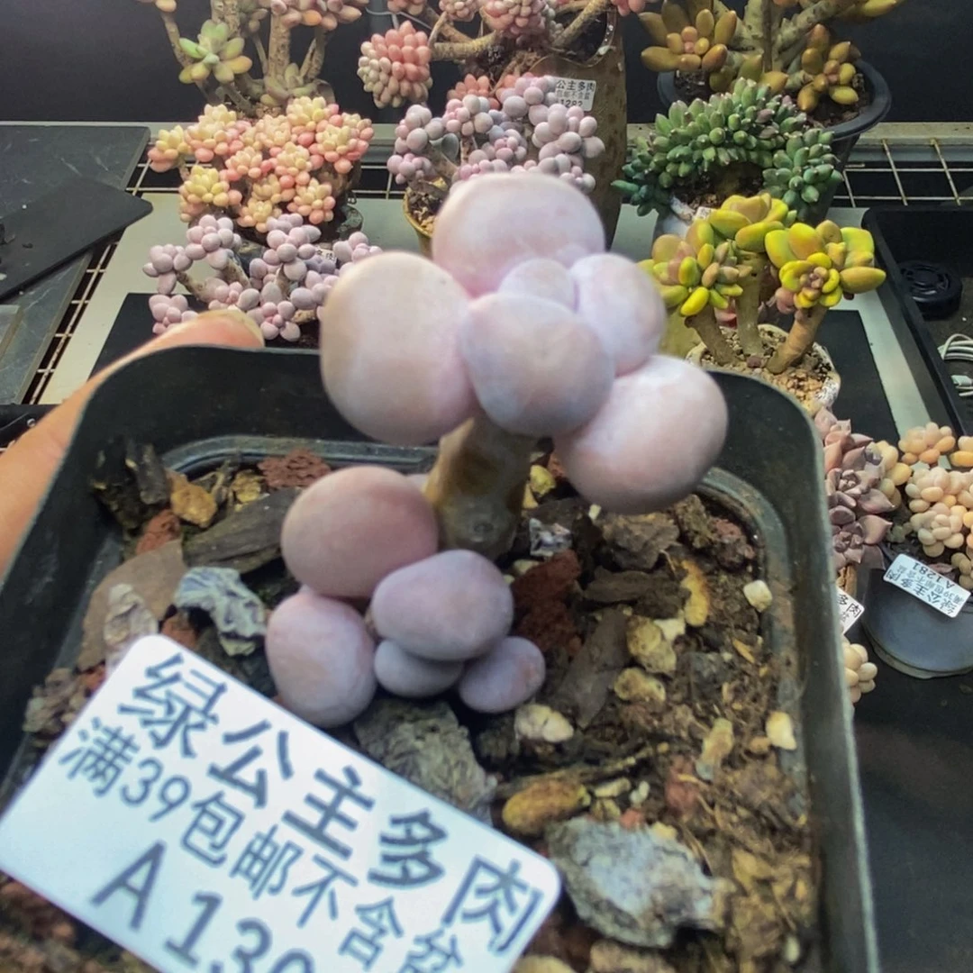 300橙奶多肉肉2c m