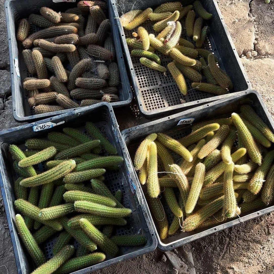 垂钓10品侧牙20包邮