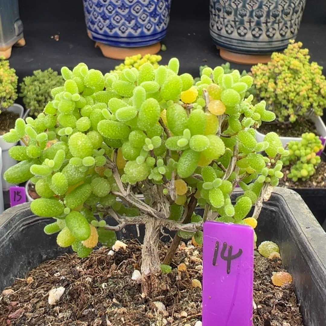 金桔糖球14号9.5cm盆