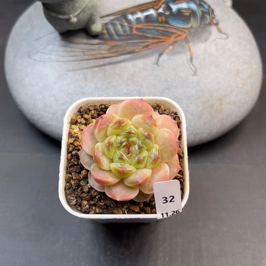 好好看32、哈哈哈哈