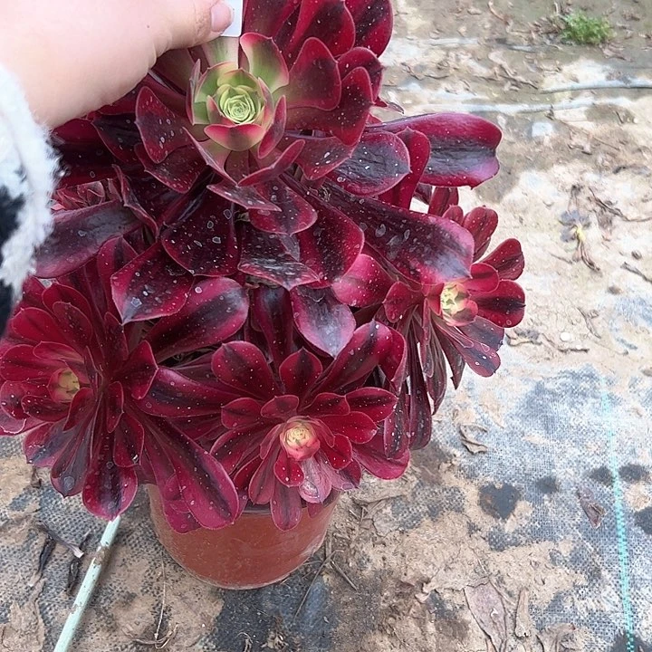 法师植物链接一物一拍22