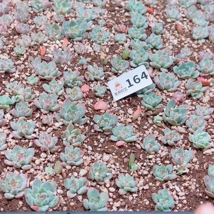 凡***静多肉植物多肉植物