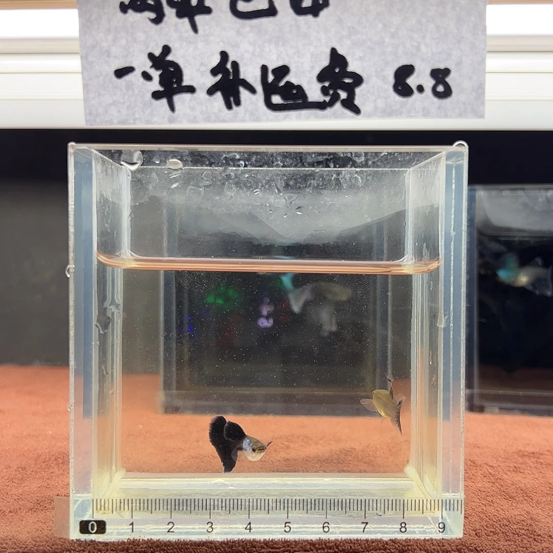 孔雀鱼艾尔银蓝礼服一对