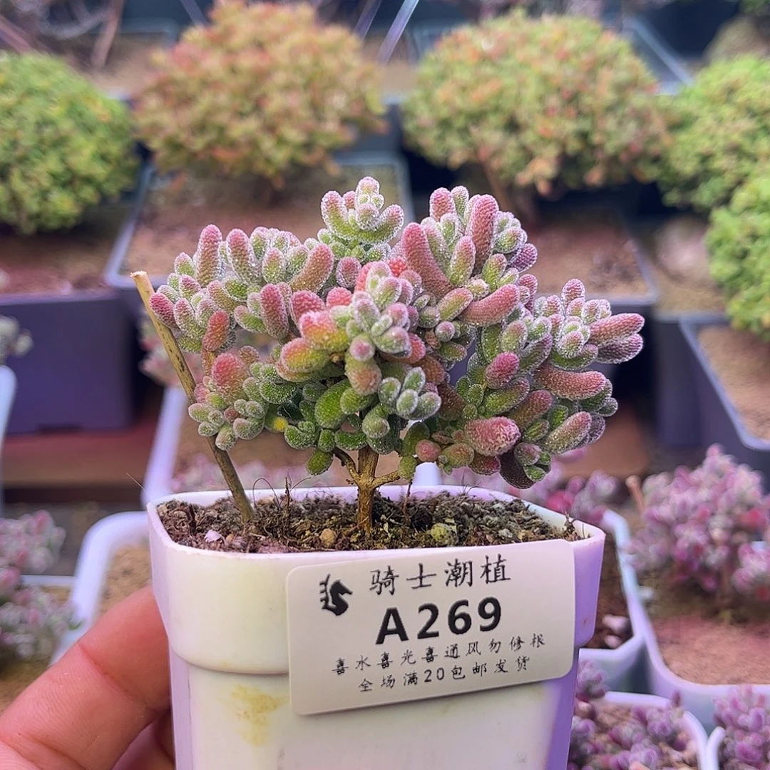 269优选冰晶枝干番杏