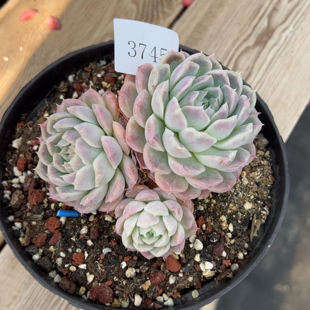 郭**°3745多肉多多多多