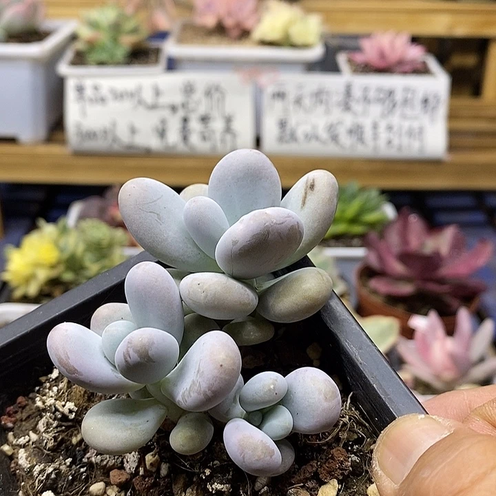 07160 文斯彤奶酪