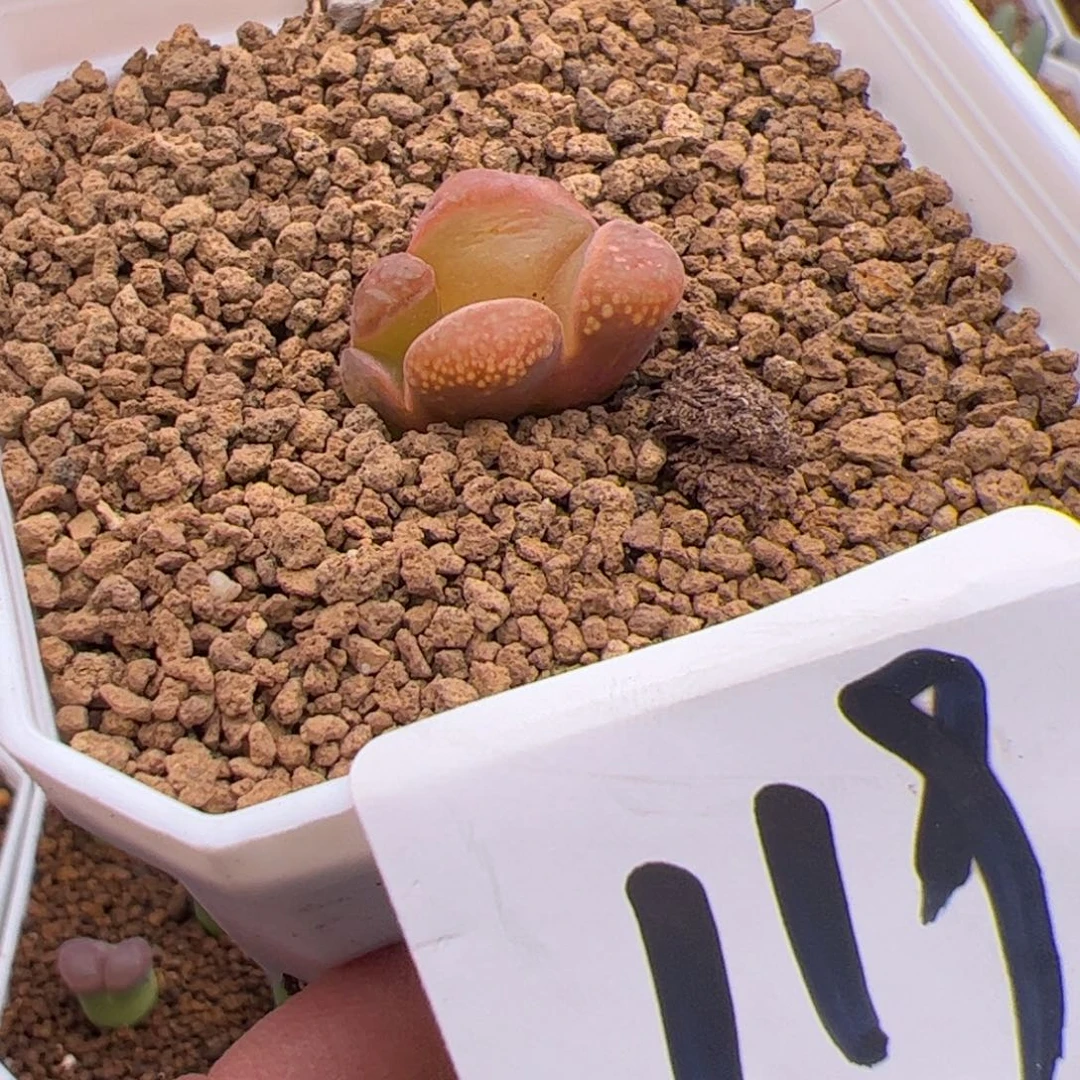 6.2风铃怪物多肉植物119