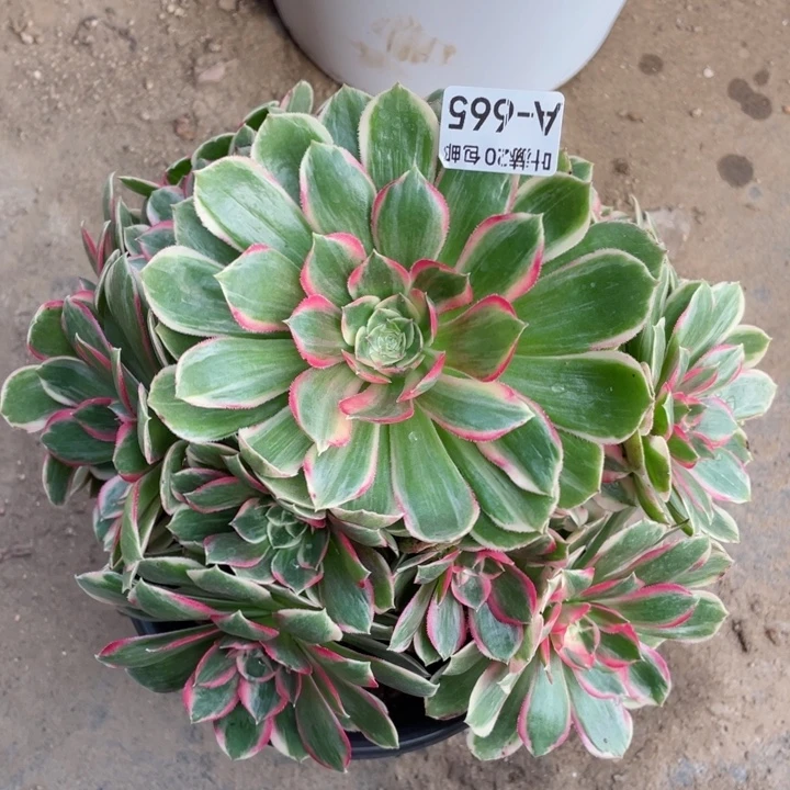 665月华多肉12344578