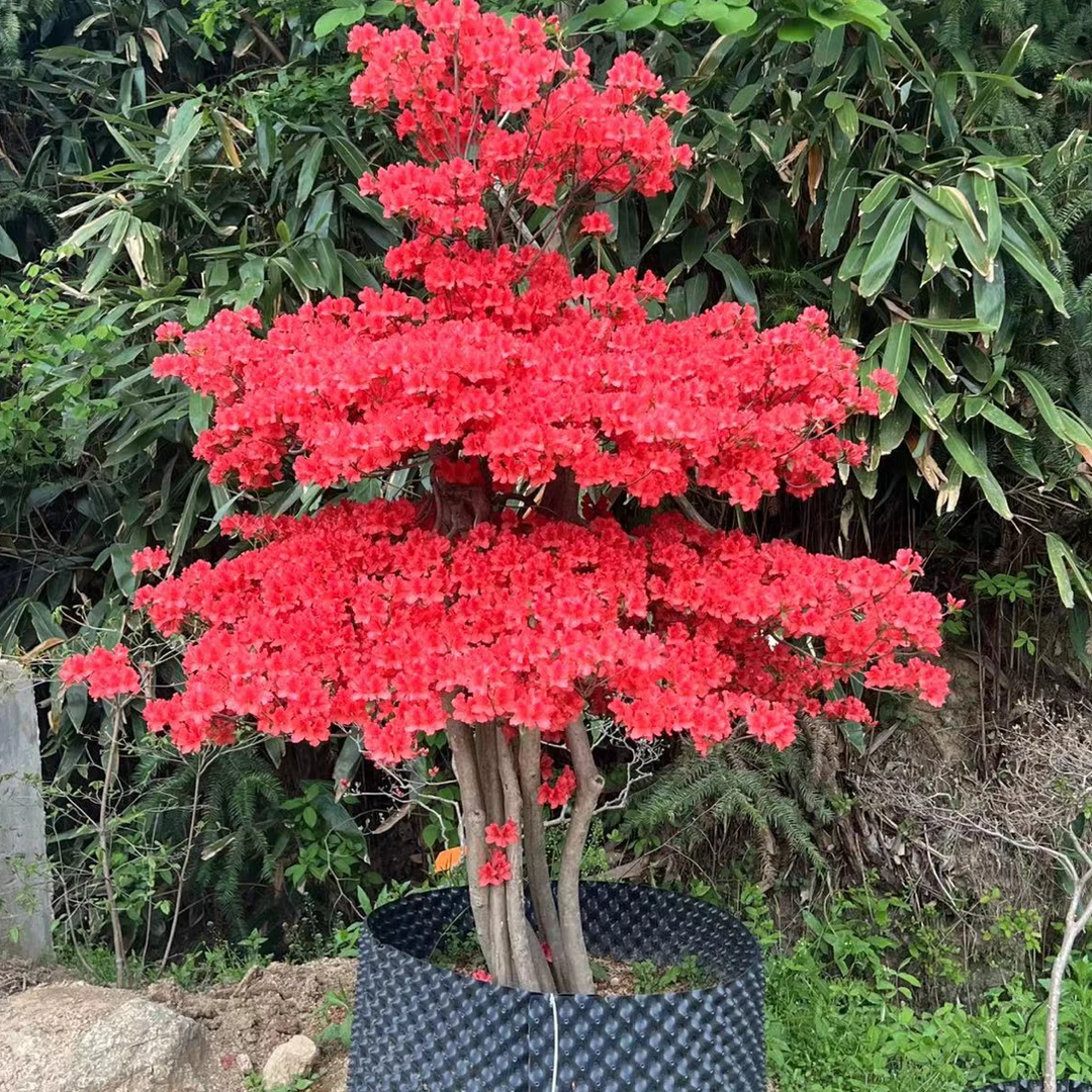 大别山映山红花卉