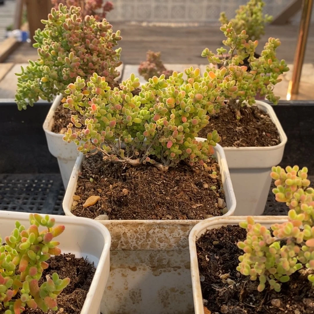 枝干番杏多肉植物078