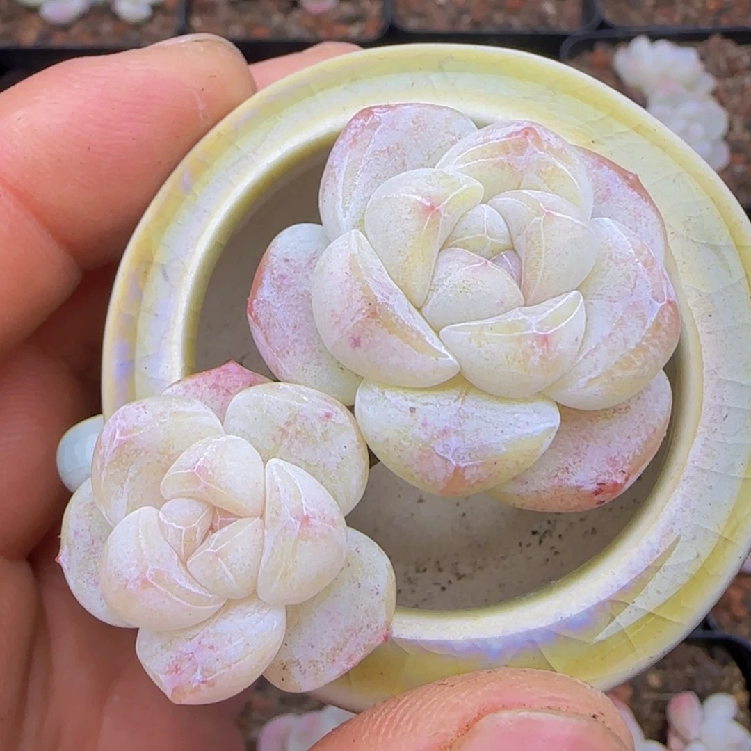 白体小脸钻石纹冰玉珍妮一颗双头