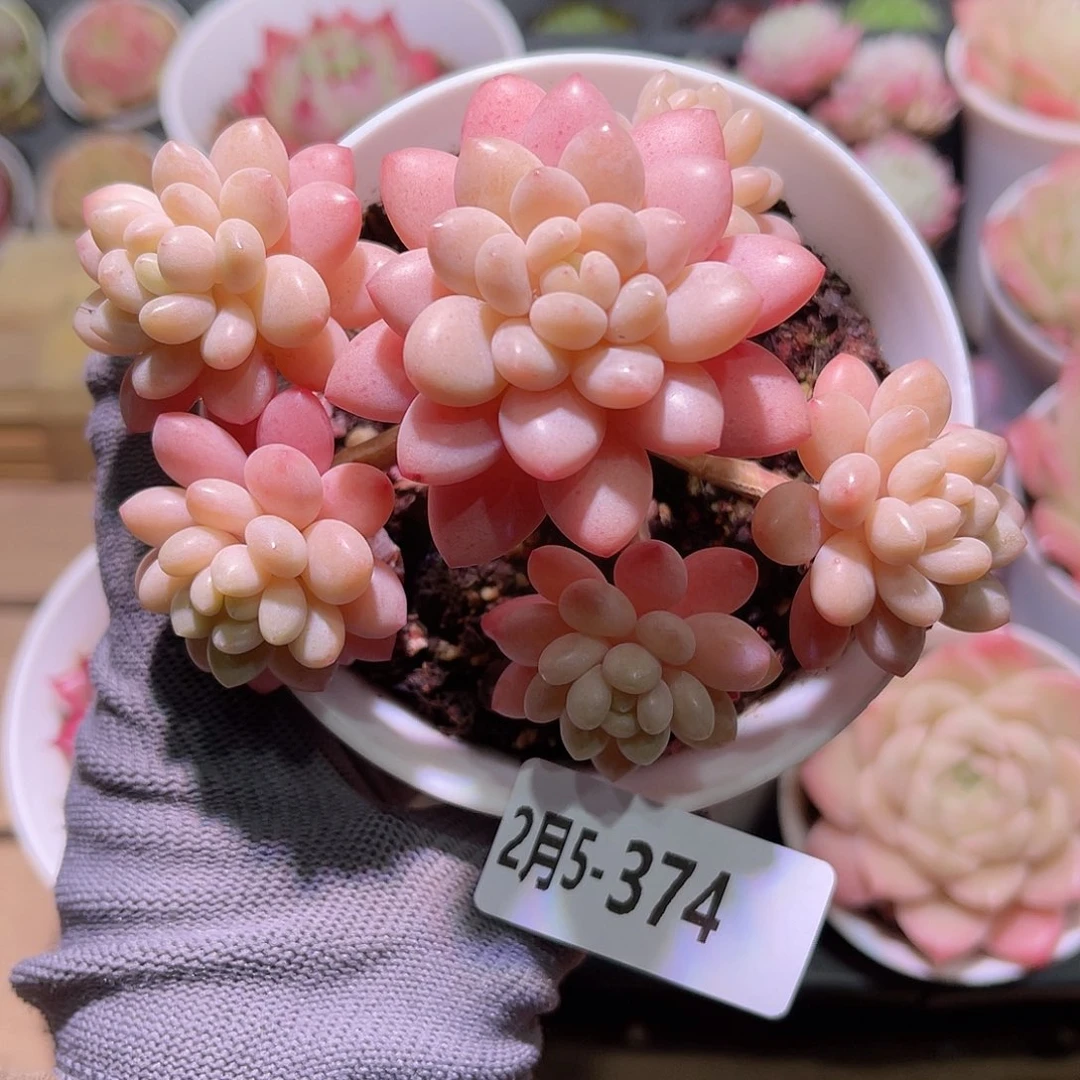 花05-374洛可可群