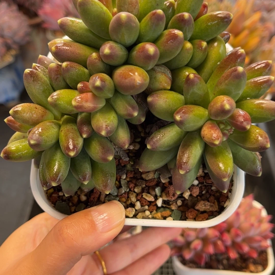 2355 满30包邮天冷地区必拍保温箱