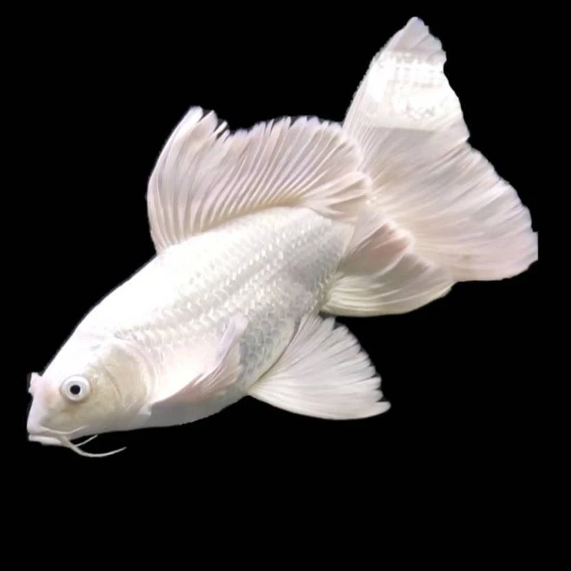 白色普身蝴蝶鲤（6-7CM）观赏鱼活体冷水鱼