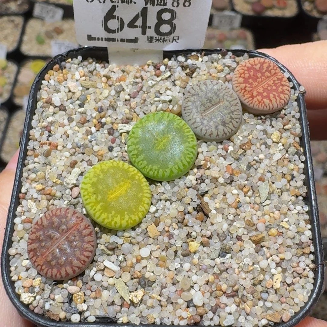 Ssss精品生石花648