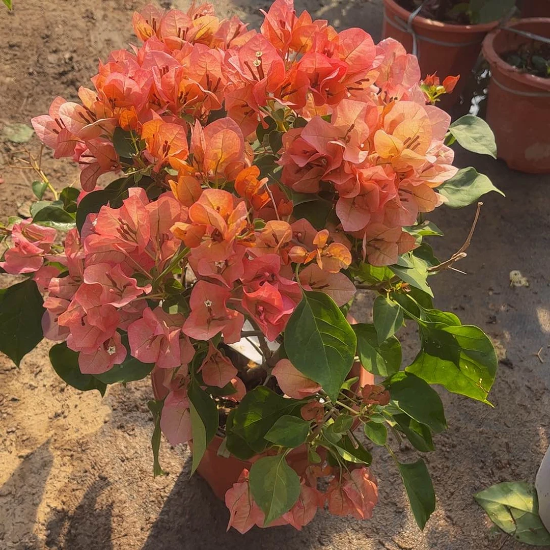 完全开放用****67362日落