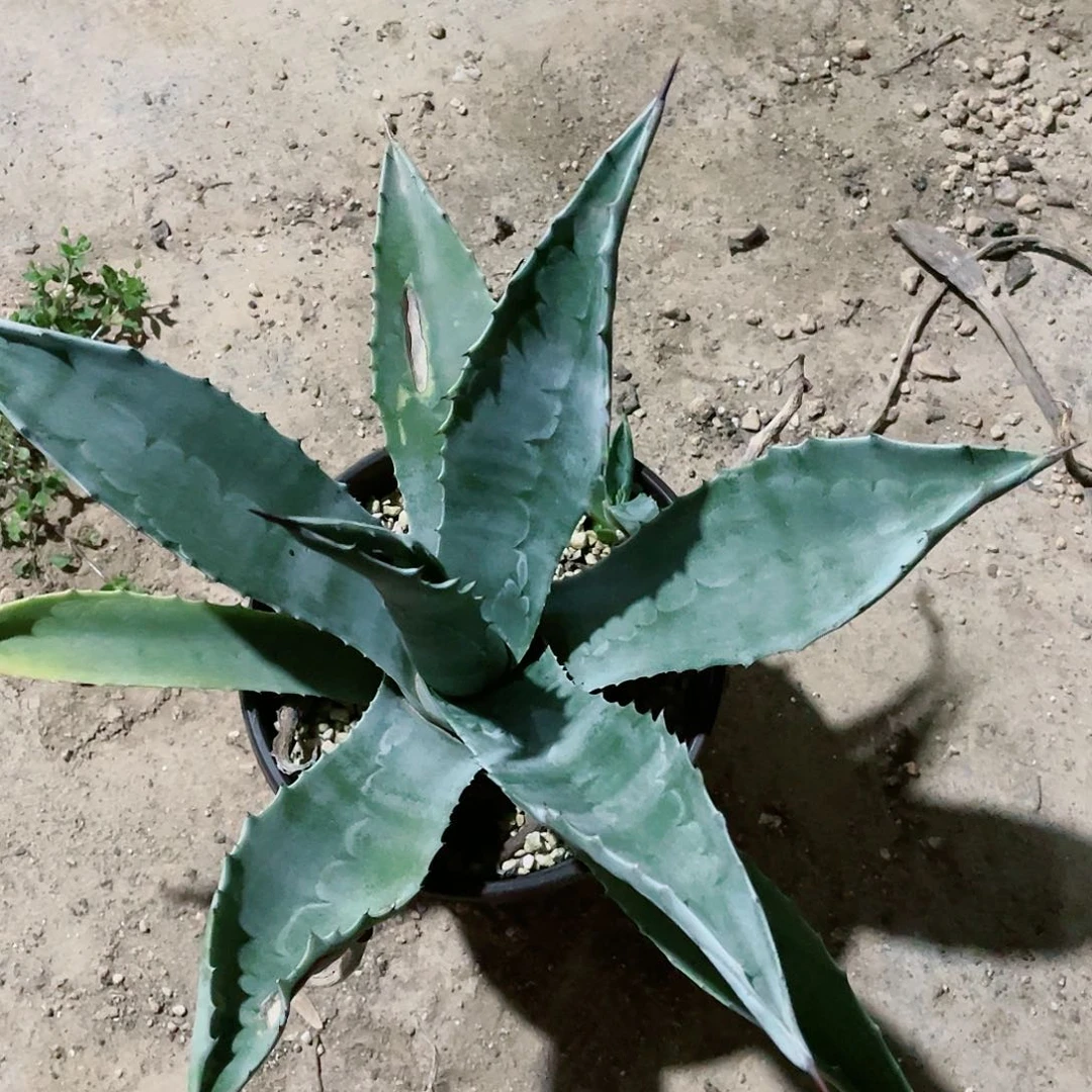 化****子美国龙大青龙龙舌兰包邮