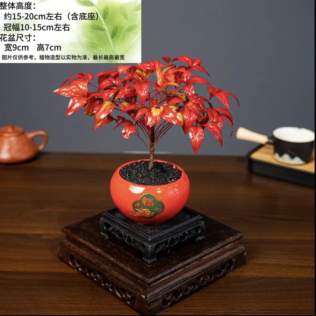 火焰南天竹年宵花中国红福耐寒美观叶绿植盆景绿植物室内阳台好养