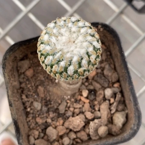 实生金巧殿2仙人球