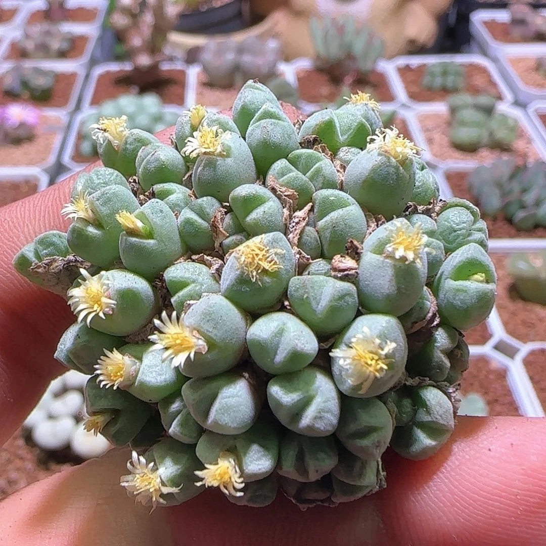 小米雏。         450