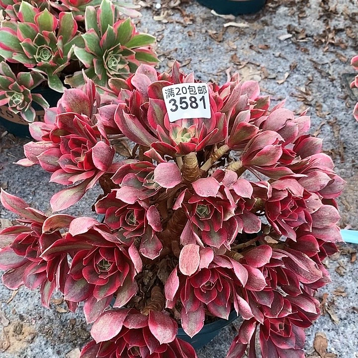 3581 一颗妖月法师