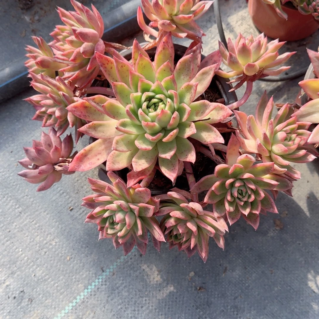 无花朵红东云手捧