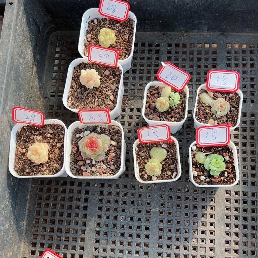 【闪购商品】清***合621哈哈哈哈哈