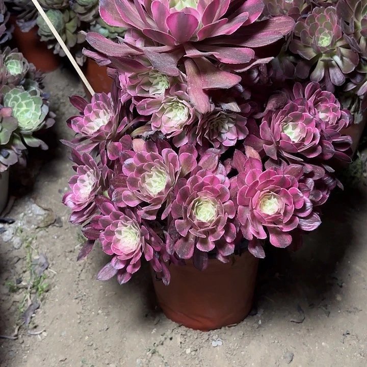 多肉植物红铜白45