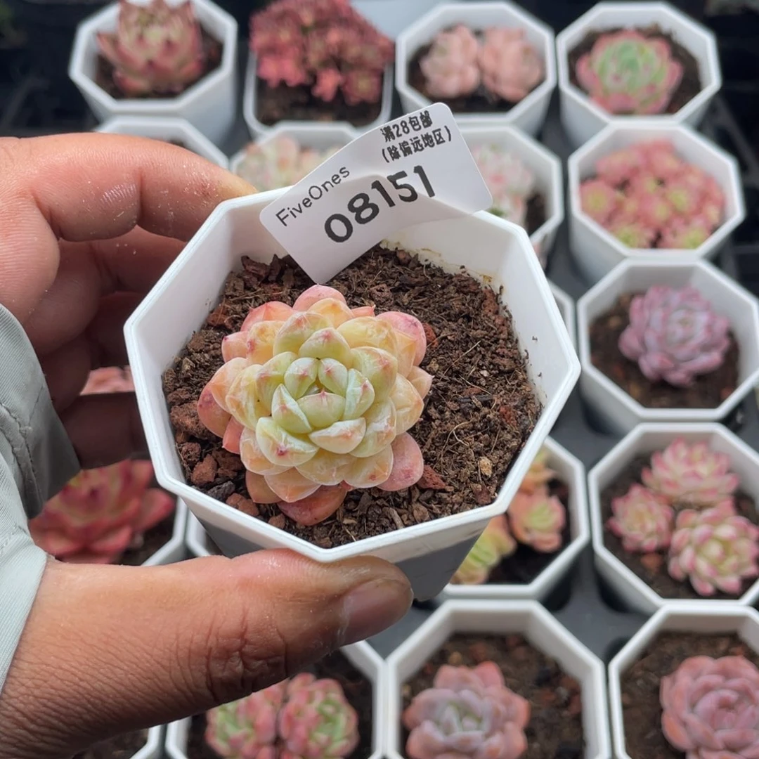 8151冰葡萄4.0厘米