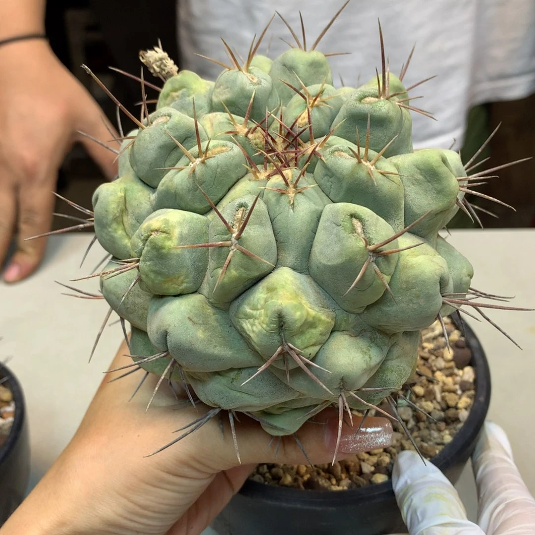 20号 自根 白肌天晃丸战损
