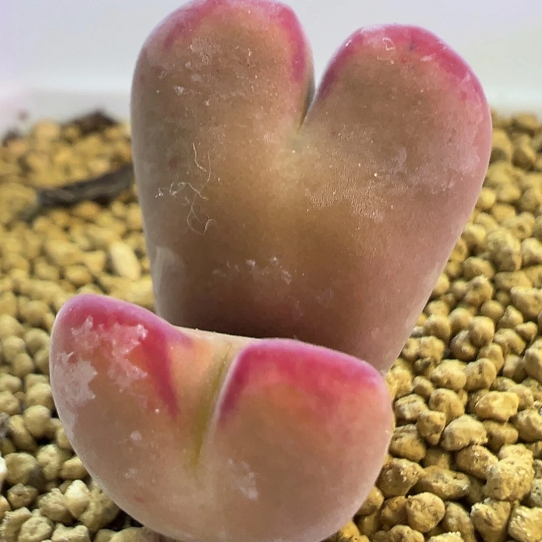 优选将杂 肉锥植物