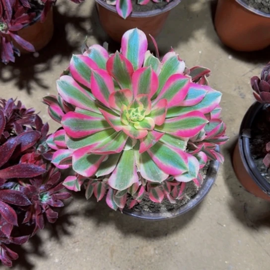 粉女巫9.9清棚福利