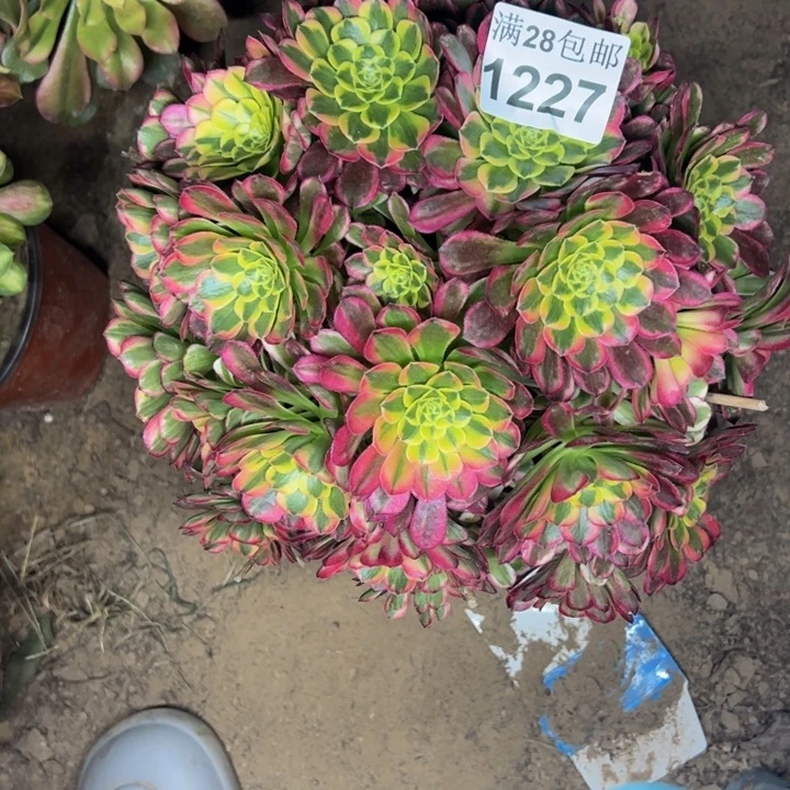 1227南朝霞多肉植物