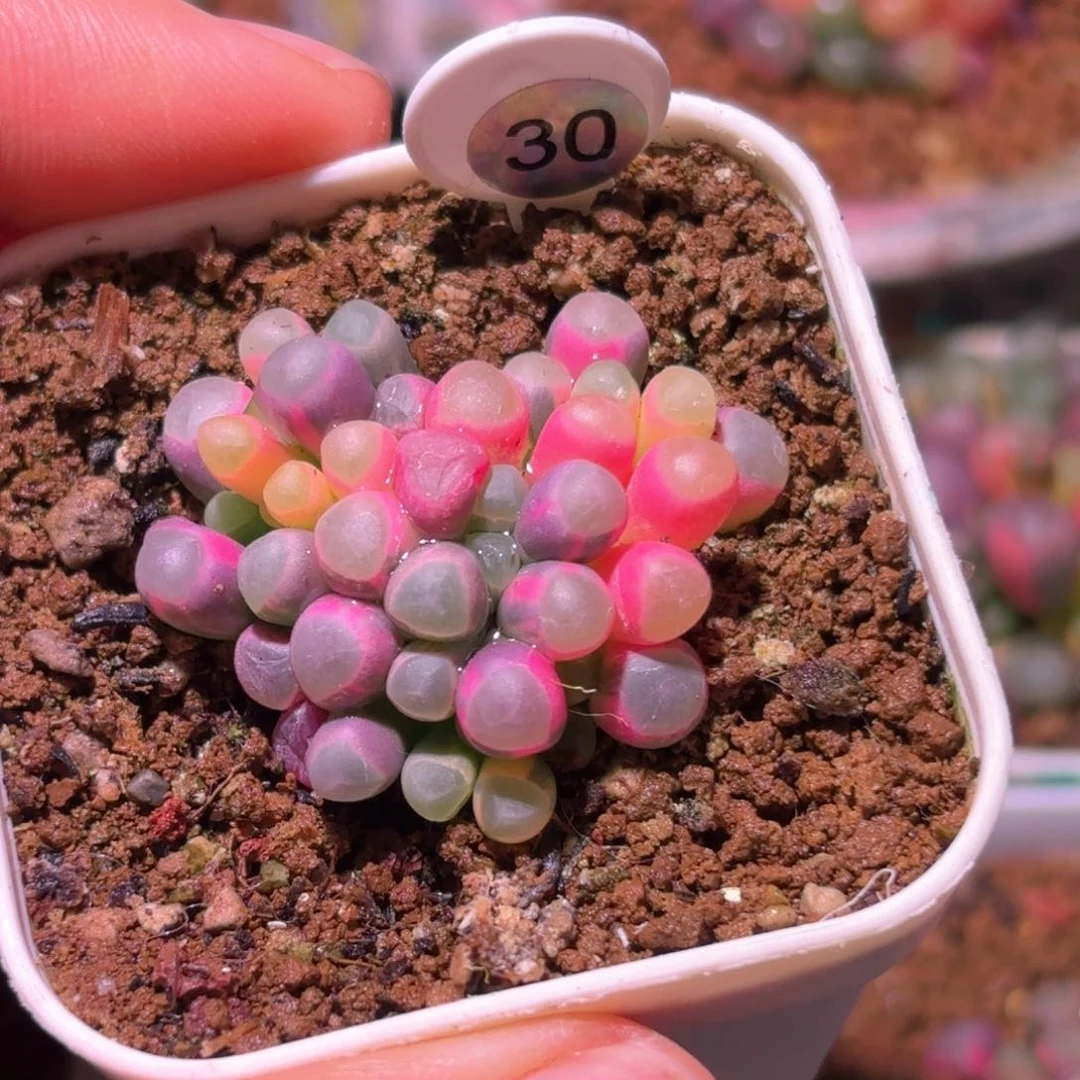 30号五十铃玉锦多肉植物锦一物一拍带盆土